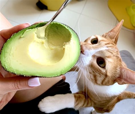 gato pode comer abacate